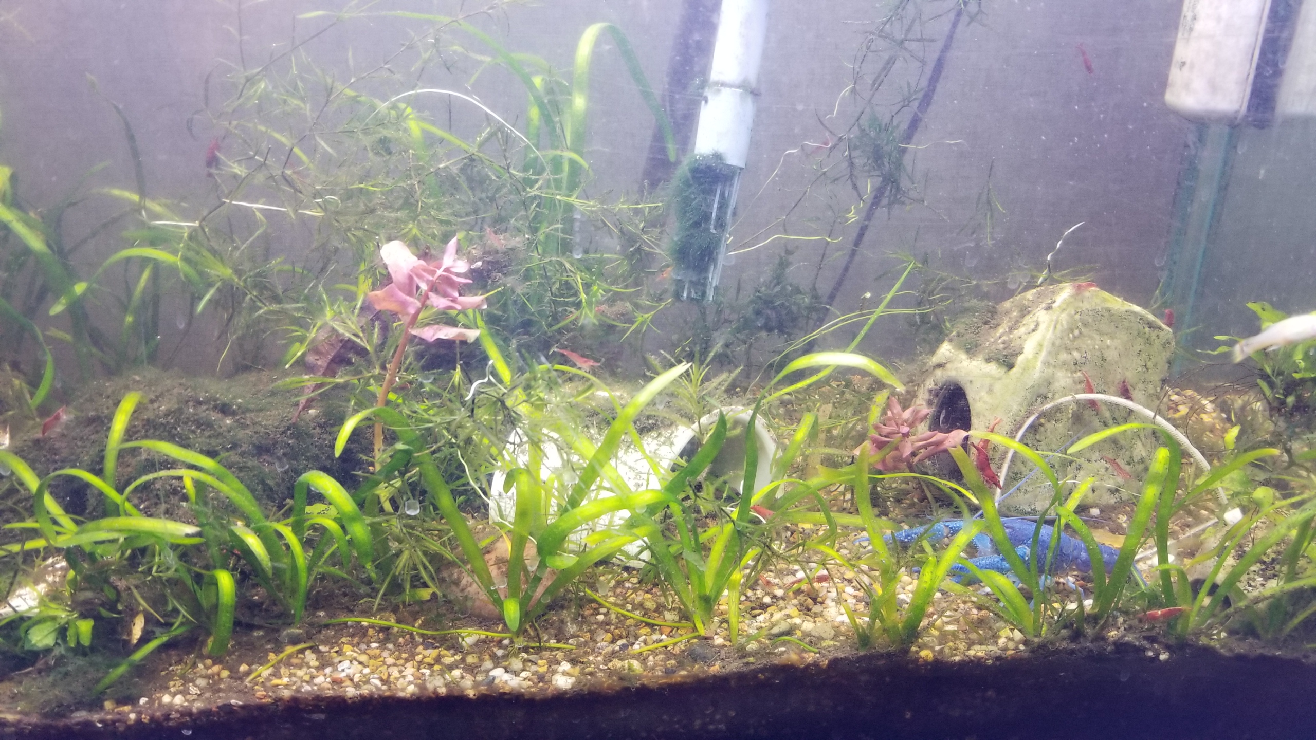 Bottom of well-planted aquarium