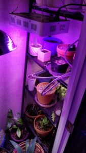Plants on a shelving rack under bright lights