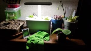 AeroGarden with seedlings on top of a dresser, with other plants around